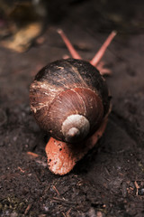 Wall Mural - Vertical shot of a snail crawling on a muddy soil after rain