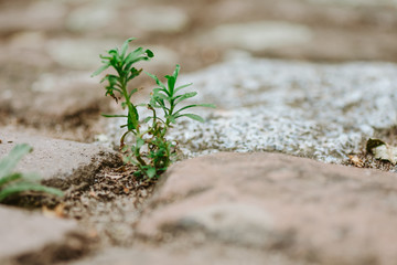 Sticker - Macro shot of a plant grown between stones