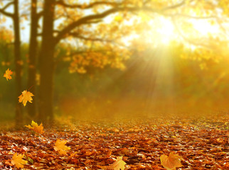 beautiful autumn landscape with yellow trees and sun. colorful foliage in the park. falling leaves n