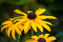 Beautiful Shot Of Brown-eyed Susan Flower With A Blurred Background