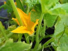 Green Plant With Unripe Squash And Yellow Blossoms In Garden