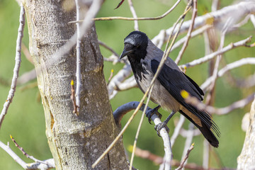 Hooded crow on a tree