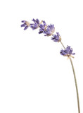 Fototapeta Lawenda - lavender close up isolated on white