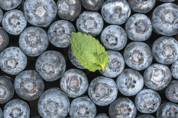 Wall Mural - Sweet ripe blueberries