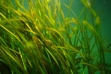 Wall Mural - Seaweed bed, Seaweed forest of Tokyo bay. Aquarium, Tokyo, Japan.