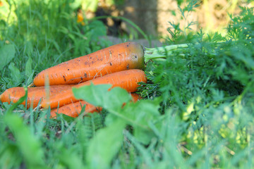 carrots on the grass