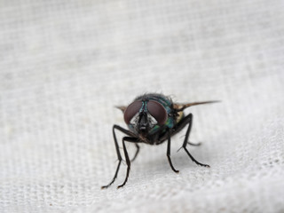 goldfly, goldfliege, schmeissfliege (lucilia sericata)