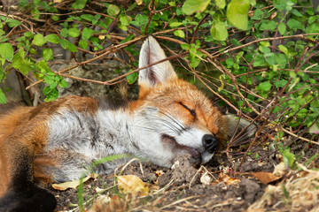 Wall Mural - Close up of a red fox sleeping in woods