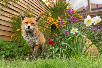 Wall Mural - Red fox standing on green grass among spring flowers