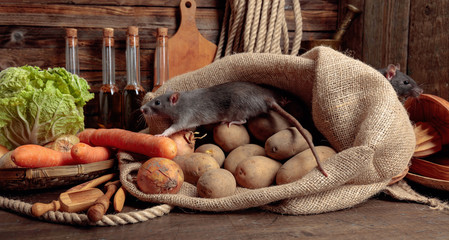 Wall Mural - Rats on a wooden table with vegetables and kitchen utensils.