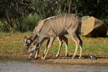 Kudu Cow Drinking Water In The Wild