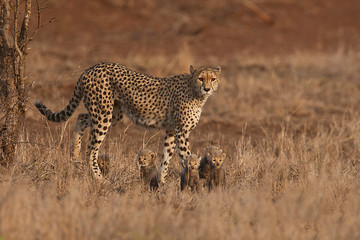 cheetah mother with baby's in the wild