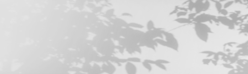 Wall Mural - abstract shadows, blurred background of gray leaves and natural trees that reflect concrete walls, f