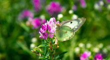 Macro Closeup Shot Of A Clouded Sulphur Butterfly Perched On A Purple Burclover Flower