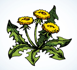 Poster - Blooming dandelion. Vector drawing icon