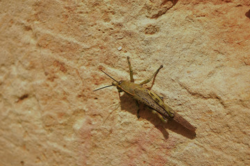 Sticker - Closeup shot of a locust on a stone