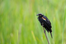 Closeup Shot Of A Red-Winged Blackbird With Feathers Missing From His