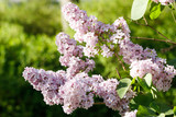 Fototapeta Lawenda - Beautiful lilac pink flowers blooming in the garden