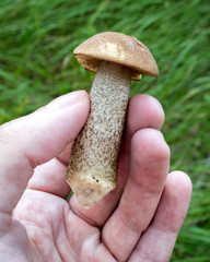 small young mushroom boletus in hand on palm on a background of grass