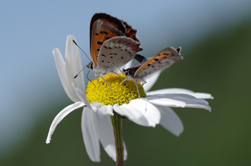 Two butterflies sitting on a flower. Shot taken near Salo (Finland) during summer time