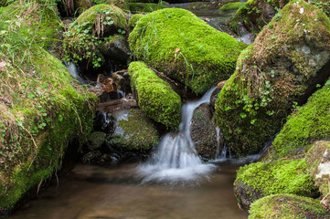 Wall Mural - Mossy valley,Beautiful mountain stream with moss covered stone.