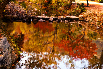 Wall Mural - The beautiful autumn color in the forest.