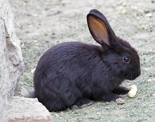 beautiful little rabbit