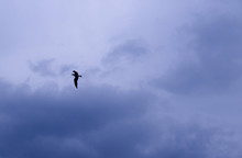 Bird In The Dark Sky. Dark Sky Background Before A Thunderstorm. Thunderclouds. 