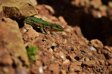 Green Male Maltese Wall Lizard, Podarcis Filfolensis Maltensis, Guarding Its Nest.