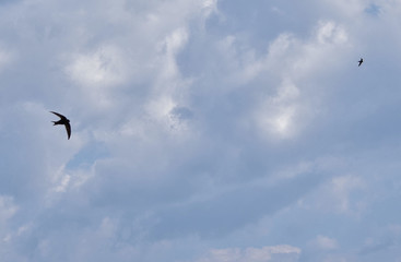 Poster - Common House Martin bird flying in a cloudy sky