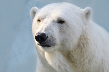 Wall Mural - polar bear portrait