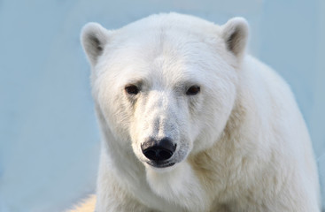 polar bear cub