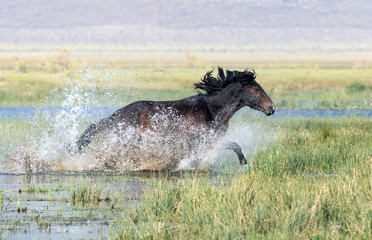 Wall Mural - wild horses, adobe valley, california, usa