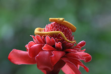 Eyelash Viper Yellow Flick Tongue On Red Flower
