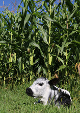 Vertical Shot Of A Calf Lying On Grass Beside A Corn Field