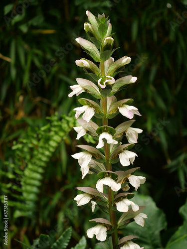Fotomural Vertical shot of beautiful acanthus mollis