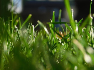 grass and water