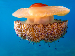 Wall Mural - A Mauve stinger jellyfish (Pellagia noctiluca) floating in the current of the mediterranean sea.fried egg jellyfish