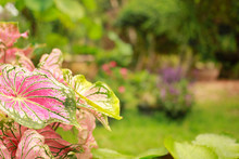 Caladium Bicolor, Pink Foliage Patterned Beautifully In The Garden.