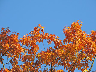 Wall Mural - autumn