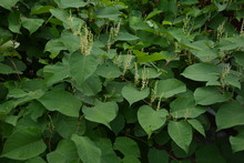 Flowers Of Asian Knotweed, Fallopia Japonica.shoots Of Japanese Knotweed, Polygonum Cuspidatum, Fallopia Japonica
