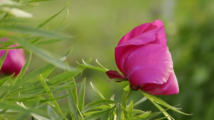Fotomurales - Pink peony flower spring background