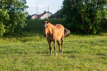 Grazing brown horse on the green Field. Horse grazing tethered in a field. Horse eating green grass.