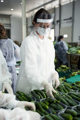 Wall Mural - Female workers arranging vegetables in plastic trays