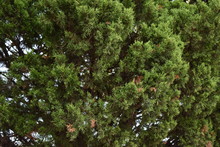 Branches Of A Tree, Pine Tree, Cluster Leaves