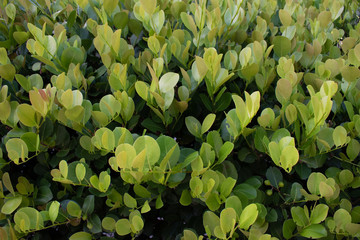 Cocoplum shrub with young light green leaves. Natural shrub background. Landscaping hedge plants with green growth and new leaves.