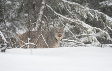 Canadian Lynx In The Wild