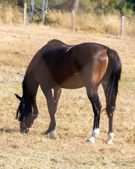 Wall Mural - Lonely brown horse grazing on the pasture at daytime