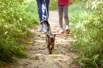 Wall Mural - Burmese cat wearing harness and its owner in summer forest or park, young brown cat with leash and family go on path.