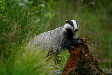 Wall Mural - European badger, Meles meles, leans on rotten stump and sniffs about food. Badger shows its teeth and claws. Wildlife scene from nature. Black and white striped beast.